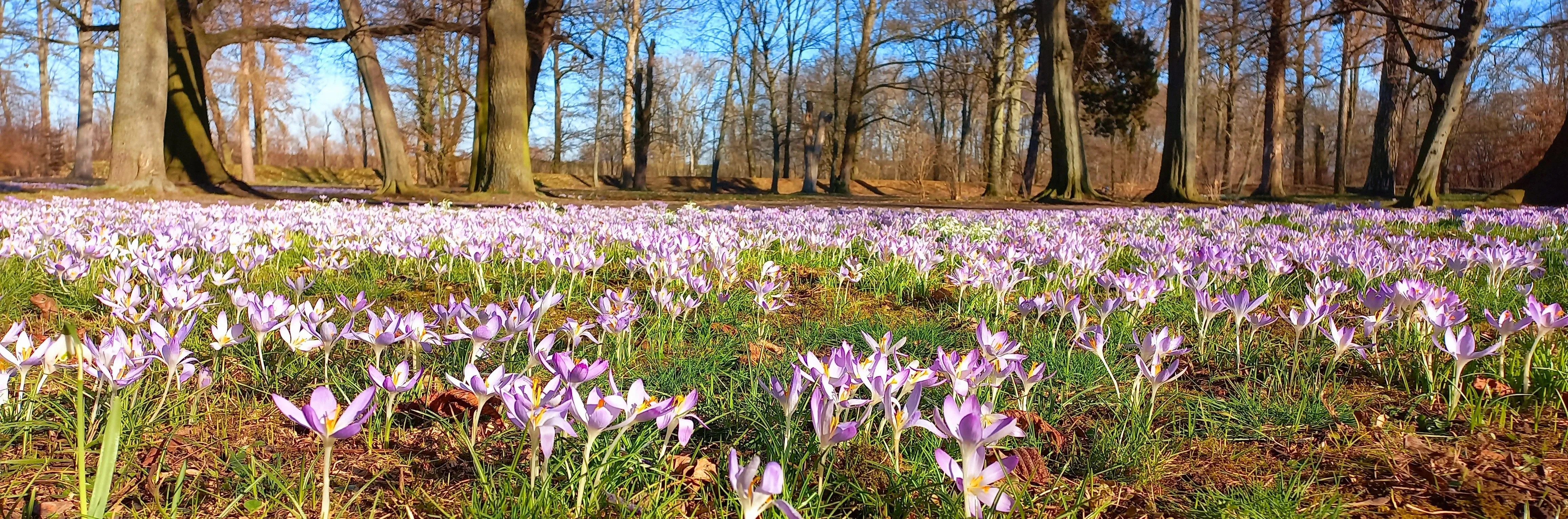 Krokusse Park