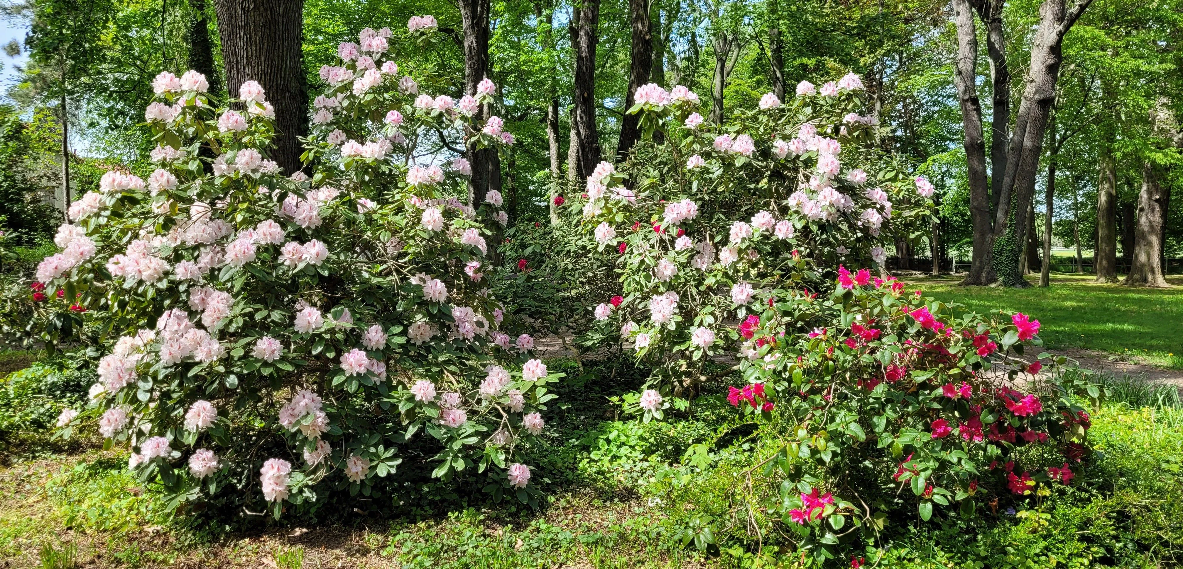 Schlosspark Rhododendron
